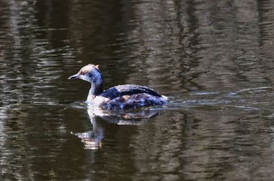 Female Horned Grebe