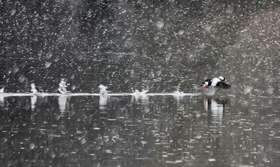 Bufflehead Taking Off  