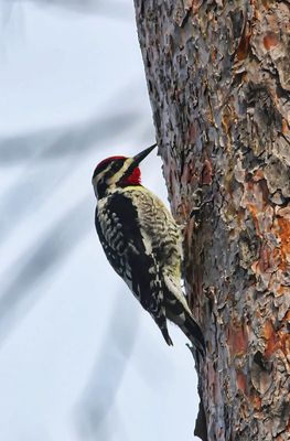 Yellow-bellied Sapsucker