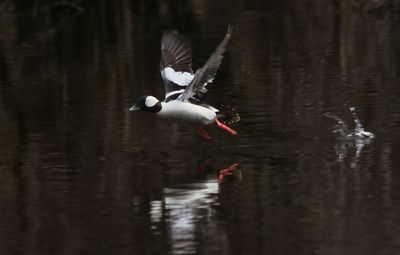 bufflehead  