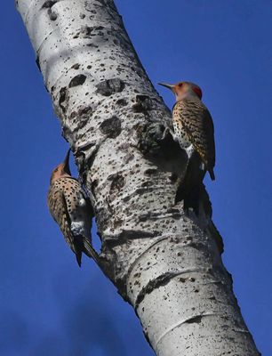 Northern Flickers  