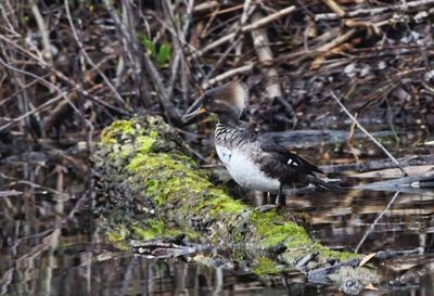 Immature Female Hooded Merganser