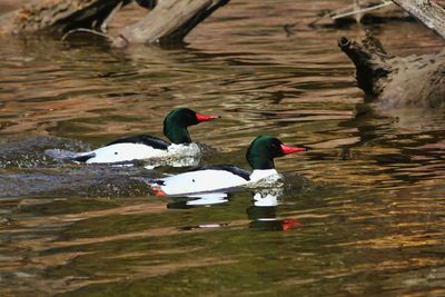 Male Mergansers  