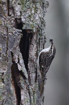 Brown Creeper  