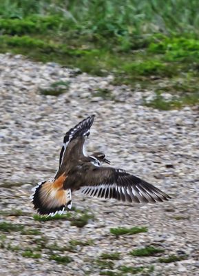 Killdeer Landing 