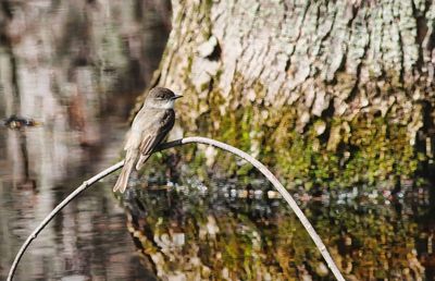 Eastern Phoebe 