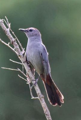 Gray Catbird  