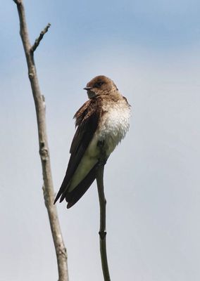 Northern Rough-winged Swallow 