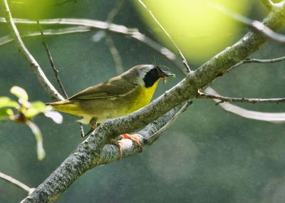 Common yellowthroat  