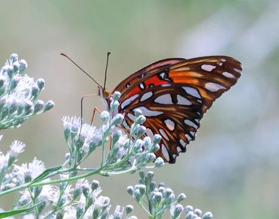 gulf fritillary  9-17-24-773x14c.JPG