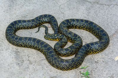 Kingsnakes