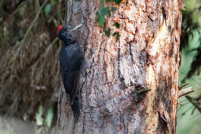 Black Woodpecker