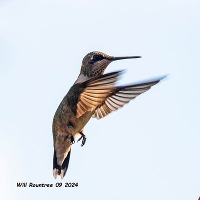 5F1A5004 Ruby-throated Hummingbird .jpg