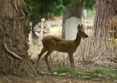 184:Deer in the cemetery