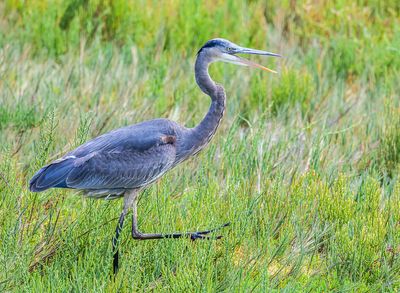 A Heron Doing the Goose Step