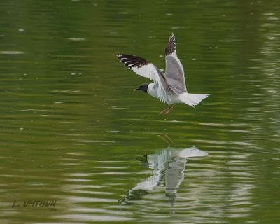 Sabine's Gull