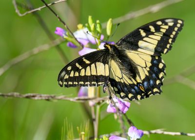 Anise Swallowtail