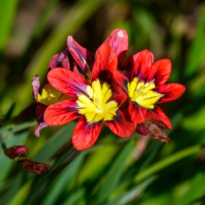 Spraxis tricolored