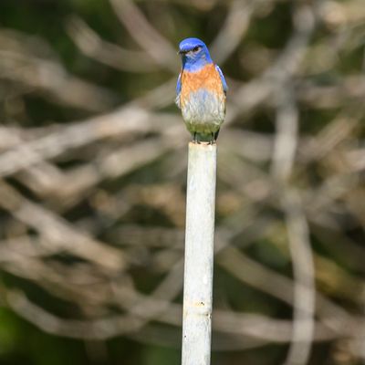 Western Bluebird