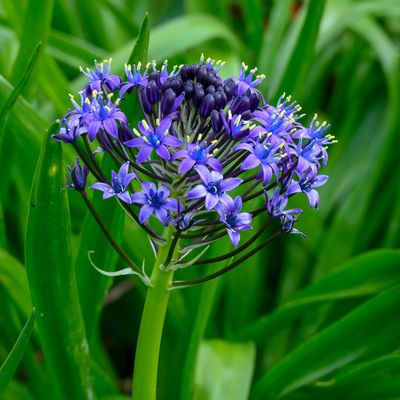 Caribbean Lily