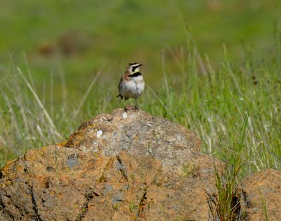 Horned Lark