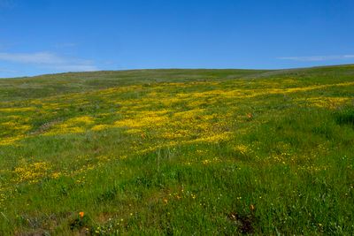 California Goldfields