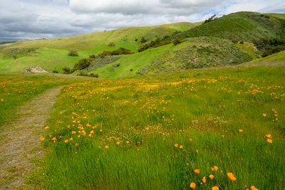 Poppies