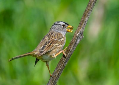 White-crowned Sparrow