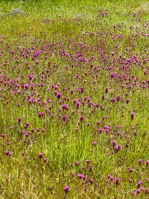 Owl's Clovers