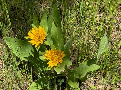 Mule's Ears