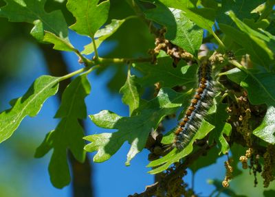 Pacific tent caterpillar