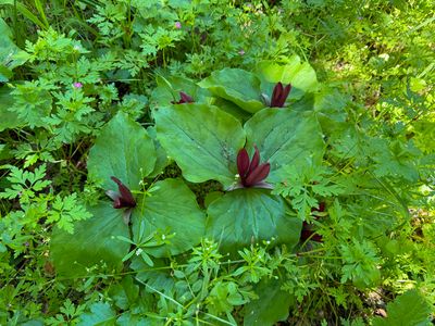 Trillium