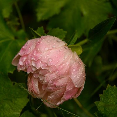 Rainy day Peony