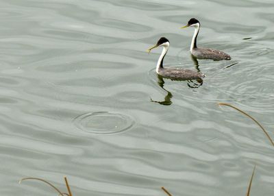 Western Grebe