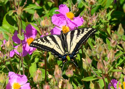 Swallowtail with Hoary Rock-Rose