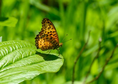 Indian Fritillary