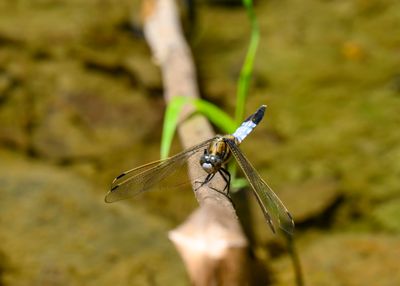 A Dragonfly