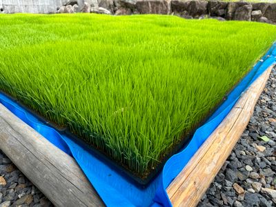 Rice seedlings