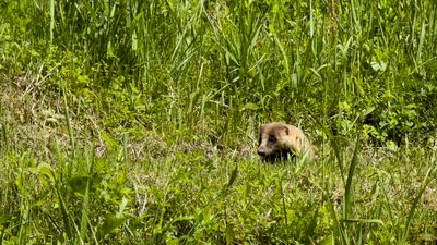 Japanese Badger