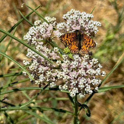 Mylitta Crescent Butterfly on Milkweed