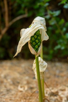 Seeds of the Italian Lily