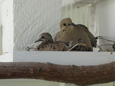 Hatched Mourning Dove Chicks