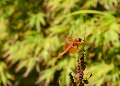 Dragonfly