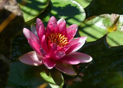 Water lilly