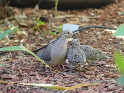 Fledged