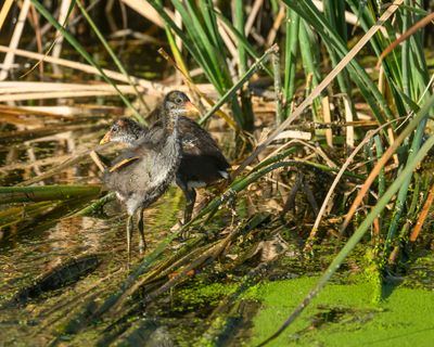 Young Coots