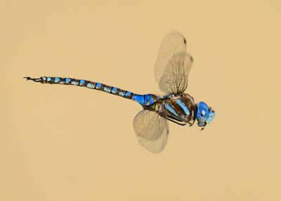 Blue-eyed darner