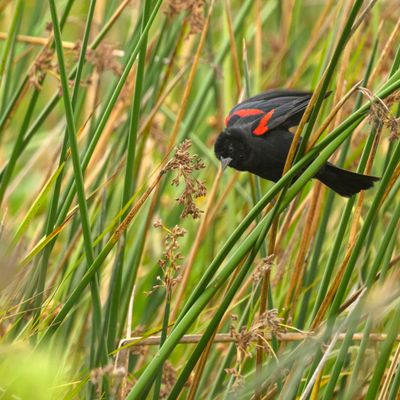 Red-winged blackbird