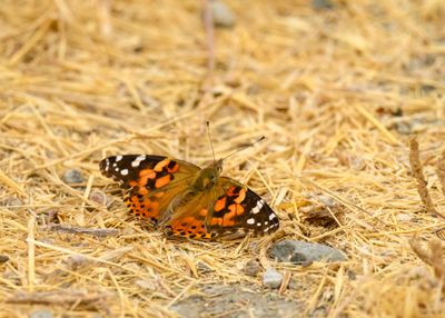 Painted Lady