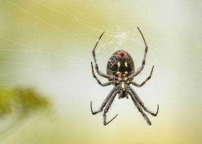 Western Spotted orbweaver